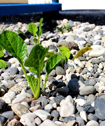 Plant a Family Garden